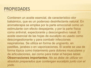 propiedadesContienen un aceite esencial, de característico olor balsámico, que es un poderoso desinfectante natural. En aromaterapia se emplea por la parte emocional como un estimulante con efecto despejante, y por la parte física como antiviral, expectorante y descongestivo nasal. El aceite esencial de las hojas de eucalipto es usado como descongestionante y para combatir infecciones respiratorias. Se utiliza en forma de ungüento, en pastillas, jarabes o en vaporizaciones. El aceite se usa de forma tópica como tratamiento para dolores musculares y de articulaciones, así como para tratar el herpes labial.Observaciones importantes: No se debe de utilizar en absoluto preparados que contengan eucalipto junto con el yodo.
