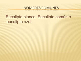 Nombres comunesEucalipto blanco, Eucalipto común o eucalipto azul.