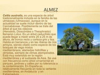 almezCeltis australis, es una especie de árbol tradicionalmente incluida en la familia de las ulmáceas (Ulmaceae), aunque en la actualidad se suele incluir dentro de las Cannabáceae. Posiblemente se trate del árbol al que los clásicos (Herodoto, Dioscórides o Theophrasto) llamaron Lotus. Es un árbol caducifolio que puede llegar a medir entre 20 a 25 m de altura, de tronco recto y corteza gris y lisa. Habita en barrancos y en las riberas de ríos y arroyos, siendo citado como especie de los bosques de vega mixtos mediterráneos, alamedas hidrófilas y olmedas, siempre de climas atemperados. Está muy extendido en la región mediterránea y el sudoeste de Asia. Se usa con frecuencia como árbol ornamental en parques, jardines y calles por su tolerancia a la contaminación. En España es relativamente frecuente en toda la vertiente mediterránea, en Andalucía  y en Extremadura.