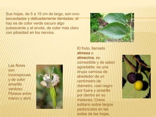Sus hojas, de 5 a 15 cm de largo, son ovo-lanceoladas y delicadamente dentadas, el haz es de color verde oscuro algo pubescente y el envés, de color más claro con pilosidad en los nervios.El fruto, llamado almeza o almecina, es comestible y de sabor agradable; es una drupa carnosa de alrededor de un centímetro de diámetro, casi negro por fuera y amarillo por dentro en su madurez. Crece solitario sobre largos pedúnculos en las axilas de las hojas.Las flores son inconspicuas y de color amarillo verdoso. Florece entre marzo y abril.