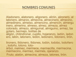 Nombres comunesAladonero, alatonero, aligonero, alirón, alironero, allatonero, almarzo, almecina, almecinero, almecino, almedinero, almeiso, almencino, almencín, almerguinero, almerino, almeso, almez, almeza, almez colorado, almezo, almiguinal, almiguino, armez, bagolaro, bermejo, bolitas de aligón, chilindronar, cupillo, hojaranzo, ladón, ladonero, latón, latonero, ledón, ledonero, lidonero, lirón, lironero, llidonero, llidones, lodón, lodobo, lodoñero, lodoño, lotono, loto-árbol, melmez, mermece, mermecilla, mermecina, mermecino, mermez, mermés, ojaranzo.    Fruto; alatón, almecina, almeza, latones, lirón. 