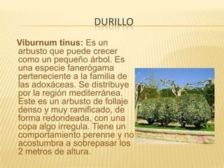 durilloViburnum tinus: Es un arbusto que puede crecer como un pequeño árbol. Es una especie fanerógama perteneciente a la familia de las adoxáceas. Se distribuye por la región mediterránea. Este es un arbusto de follaje denso y muy ramificado, de forma redondeada, con una copa algo irregula. Tiene un comportamiento perenne y no acostumbra a sobrepasar los 2 metros de altura. 