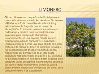 limoneroCitrus × limones un pequeño árbol frutal perenne que puede alcanzar más de 4m de altura. Su fruto es el limón, una fruta comestible de sabor ácido y extremadamente fragante que se usa en la alimentación. El limonero posee una madera con corteza lisa y madera dura y amarillenta muy apreciada para trabajos de ebanistería. Botánicamente, es una especie híbrida entre C. medica (cidro o limón francés) y C. aurantium (naranjo amargo). Forma una copa abierta con gran profusión de ramas. El limón es originario de Asia y fue desconocido por griegos y romanos, siendo mencionado por primera vez en el libro sobre agricultura Nabathae hacia el siglo III o IV. Su cultivo no fue desarrollado en occidente hasta después de la conquista árabe de España, extendiéndose entonces por todo el litoral mediterráneo donde se cultiva profusamente, debido a la benignidad del clima, para consumo interno y de exportación.