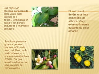 Sus hojas son elípticas, coriáceas de color verde mate lustroso (5 a 10 cm), terminadas en punta y con bordes ondulados o finamente dentadosEl fruto es el limón, una fruta comestible de sabor ácido y extremadamente fragante de color amarilloSus flores presentan gruesos pétalos blancos teñidos de rosa o violáceo en la parte externa, con numerosos estambres (20-40). Surgen aislados o formando pares a partir de yemas rojizas.