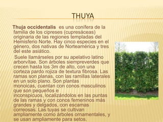 thuyaThuja occidentalis  es una conífera de la familia de los cipreses (cupresáceas) originaria de las regiones templadas del Hemisferio Norte. Hay cinco especies en el género, dos nativas de Norteamérica y tres del este asiático.      Suele llamárseles por su apelativo latino arborvítae. Son árboles siempreverdes que crecen hasta los 3m de alto, con una corteza pardo rojiza de textura fibrosa. Las ramas son planas, con las ramillas laterales en un solo plano. Son plantas monoicas, cuentan con conos masculinos que son pequeños e inconspicuos, localizándolos en las puntas de las ramas y con conos femeninos más grandes y delgados, con escamas correosas. Las tuyas se cultivan ampliamente como árboles ornamentales, y se usan ampliamente para setos.