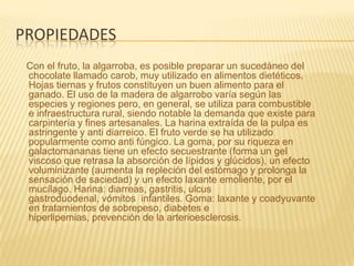 propiedadesCon el fruto, la algarroba, es posible preparar un sucedáneo del chocolate llamado carob, muy utilizado en alimentos dietéticos. Hojas tiernas y frutos constituyen un buen alimento para el ganado. El uso de la madera de algarrobo varía según las especies y regiones pero, en general, se utiliza para combustible e infraestructura rural, siendo notable la demanda que existe para carpintería y fines artesanales. La harina extraída de la pulpa es astringente y anti diarreico. El fruto verde se ha utilizado popularmente como anti fúngico. La goma, por su riqueza en galactomananas tiene un efecto secuestrante (forma un gel viscoso que retrasa la absorción de lípidos y glúcidos), un efecto voluminizante (aumenta la repleción del estómago y prolonga la sensación de saciedad) y un efecto laxante emoliente, por el mucílago. Harina: diarreas, gastritis, ulcus gastroduodenal, vómitos  infantiles. Goma: laxante y coadyuvante en tratamientos de sobrepeso, diabetes e hiperlipemias, prevención de la arterioesclerosis.