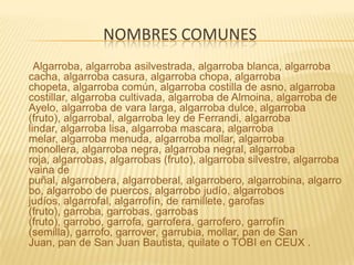 Nombres comunes      Algarroba, algarroba asilvestrada, algarroba blanca, algarroba cacha, algarroba casura, algarroba chopa, algarroba chopeta, algarroba común, algarroba costilla de asno, algarroba costillar, algarroba cultivada, algarroba de Almoina, algarroba de Ayelo, algarroba de vara larga, algarroba dulce, algarroba (fruto), algarrobal, algarroba ley de Ferrandi, algarroba lindar, algarroba lisa, algarroba mascara, algarroba melar, algarroba menuda, algarroba mollar, algarroba monollera, algarroba negra, algarroba negral, algarroba roja, algarrobas, algarrobas (fruto), algarroba silvestre, algarroba vaina de puñal, algarrobera, algarroberal, algarrobero, algarrobina, algarrobo, algarrobo de puercos, algarrobo judío, algarrobos judíos, algarrofal, algarrofín, de ramillete, garofas (fruto), garroba, garrobas, garrobas (fruto), garrobo, garrofa, garrofera, garrofero, garrofín (semilla), garrofo, garrover, garrubia, mollar, pan de San Juan, pan de San Juan Bautista, quilate o TOBI en CEUX .
