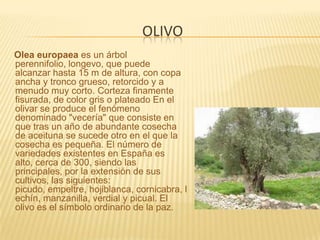 olivoOlea europaea es un árbol perennifolio, longevo, que puede alcanzar hasta 15 m de altura, con copa ancha y tronco grueso, retorcido y a menudo muy corto. Corteza finamente fisurada, de color gris o plateado En el olivar se produce el fenómeno denominado "vecería" que consiste en que tras un año de abundante cosecha de aceituna se sucede otro en el que la cosecha es pequeña. El número de variedades existentes en España es alto, cerca de 300, siendo las principales, por la extensión de sus cultivos, las siguientes: picudo, empeltre, hojiblanca, cornicabra, lechín, manzanilla, verdial y picual. El olivo es el símbolo ordinario de la paz. 