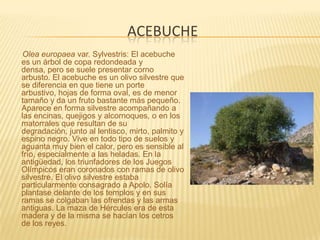 AcebucheOlea europaea var. Sylvestris: El acebuche es un árbol de copa redondeada y densa, pero se suele presentar corno arbusto. El acebuche es un olivo silvestre que se diferencia en que tiene un porte arbustivo, hojas de forma oval, es de menor tamaño y da un fruto bastante más pequeño. Aparece en forma silvestre acompañando a las encinas, quejigos y alcornoques, o en los matorrales que resultan de su degradación, junto al lentisco, mirto, palmito y espino negro. Vive en todo tipo de suelos y aguanta muy bien el calor, pero es sensible al frío, especialmente a las heladas. En la antigüedad, los triunfadores de los Juegos Olímpicos eran coronados con ramas de olivo silvestre. El olivo silvestre estaba particularmente consagrado a Apolo. Solía plantase delante de los templos y en sus ramas se colgaban las ofrendas y las armas antiguas. La maza de Hércules era de esta madera y de la misma se hacían los cetros de los reyes.
