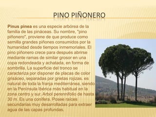 Pino piñonero     Pinus pinea es una especie arbórea de la familia de las pináceas. Su nombre, "pino piñonero", proviene de que produce como semilla grandes piñones consumidos por la humanidad desde tiempos inmemoriales. El pino piñonero crece para después abrirse mediante ramas de similar grosor en una copa redondeada y achatada, en forma de sombrilla. La superficie del tronco se caracteriza por disponer de placas de color grisáceo, separadas por grietas rojizas. es natural de toda la franja mediterránea, siendo en la Península Ibérica más habitual en la zona centro y sur. Arbol perennifolio de hasta 30 m. Es una conífera. Posee raíces secundarias muy desarrolladas para extraer agua de las capas profundas.