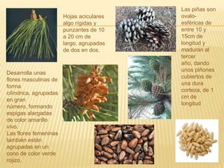 Las piñas son ovalo-esféricas de entre 10 y 15cm de longitud y maduran al tercer año, dando unos piñones cubiertos de una dura corteza, de 1 cm de longitudHojas aciculares algo rígidas y punzantes de 10 a 20 cm de largo, agrupadas de dos en dos.Desarrolla unas flores masculinas de forma cilíndrica, agrupadas en gran número, formando espigas alargadas de color amarillo vivo.Las flores femeninas también están agrupadas en un cono de color verde rojizo.