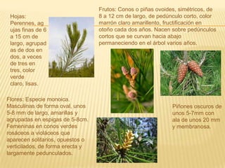 Frutos: Conos o piñas ovoides, simétricos, de 8 a 12 cm de largo, de pedúnculo corto, color marrón claro amarillento, fructificación en otoño cada dos años. Nacen sobre pedúnculos cortos que se curvan hacia abajo permaneciendo en el árbol varios años.Hojas: Perennes, agujas finas de 6 a 15 cm de largo, agrupadas de dos en dos, a veces de tres en tres, color verde claro, lisas.Flores: Especie monoica.Masculinas de forma oval, unos 5-8 mm de largo, amarillas y agrupadas en espigas de 5-8cm.Femeninas en conos verdes rosáceos a violáceos que aparecen solitarios, opuestos o verticilados, de forma erecta y largamente pedunculados.Piñones oscuros de unos 5-7mm con ala de unos 20 mm y membranosa.