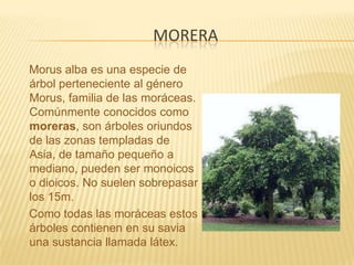 moreraMorus alba es una especie de árbol perteneciente al género Morus, familia de las moráceas. Comúnmente conocidos como moreras, son árboles oriundos de las zonas templadas de Asia, de tamaño pequeño a mediano, pueden ser monoicos o dioicos. No suelen sobrepasar los 15m.    Como todas las moráceas estos árboles contienen en su savia una sustancia llamada látex.