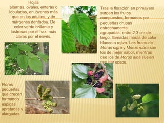 Hojas alternas, ovales, enteras o lobuladas, en jóvenes más que en los adultos, y de márgenes dentados. De    color verde brillante y lustrosas por el haz, más claras por el envés.Tras la floración en primavera surgen los frutos compuestos, formados por pequeñas drupas estrechamente agrupadas, entre 2-3 cm de largo, llamadas moras de color blanco a rojizo. Los frutos de Morus nigra y Morus rubra son los de mejor sabor, mientras que los de Morus alba suelen resultar sosos.Flores pequeñas  que crecen formando espigas apretadas y alargadas.