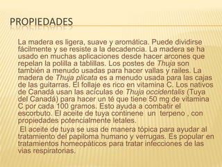 propiedadesLa madera es ligera, suave y aromática. Puede dividirse fácilmente y se resiste a la decadencia. La madera se ha usado en muchas aplicaciones desde hacer arcones que repelan la polilla a tablillas. Los postes de Thuja son también a menudo usadas para hacer vallas y railes. La madera de Thuja plicata es a menudo usada para las cajas de las guitarras. El follaje es rico en vitamina C. Los nativos de Canadá usan las acículas de Thuja occidentalis (Tuya del Canadá) para hacer un té que tiene 50 mg de vitamina C por cada 100 gramos. Esto ayuda a combatir el escorbuto. El aceite de tuya continene  un  terpeno , con propiedades potencialmente letales.     El aceite de tuya se usa de manera tópica para ayudar al tratamiento del papiloma humano y verrugas. Es popular en tratamientos homeopáticos para tratar infecciones de las vias respiratorias.