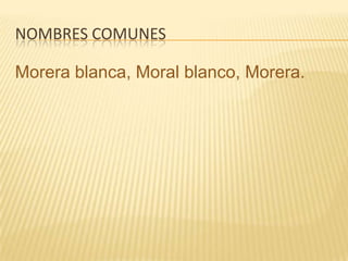 Nombres comunesMorera blanca, Moral blanco, Morera. 