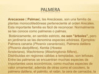 palmeraArecaceae ( Palmae), las Arecáceas, son una familia de plantas monocotiledóneas perteneciente al orden Arecales. Esta importante familia es fácil de reconocer. Normalmente se las conoce como palmeras o palmas.     Botánicamente, en sentido estricto, no son "árboles", pero en jardinería se las denomina especies arbóreas. Ejemplos: Palmera canaria (Phoenix canariensis), Palmera datilera (Phoenix dactylifera), Kentia (Howea forsteriana), Wachintona (Washingtonia filifera),. Distribuidas en regiones cálidas a templadas, son leñosas. Entre las palmeras se encuentran muchas especies de importantes usos económicos, como muchas especies de valor ornamental, además de otras como el cocotero, la palmera datilera, el palmito, el ratán, la cera de carnaúba, la rafia, y otras.