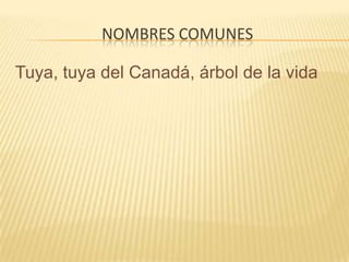 Nombres comunesTuya, tuya del Canadá, árbol de la vida