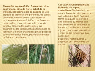 Casuarina cunninghamiana - Roble de río, o pino australiano El roble de río es un árbol atractivo siempreverde con follaje que tiene hojas en forma de agujas que crece a una altura de 30 metros con una extensión de alrededor de 6 metros. Las flores son café-rojizas cuando son masculinas y rojas en las femeninas. Los conos son pequeños, rectangulares y alrededor de 1 centímetro de ancho.Casuarina equisetifolia : Casuarina, pino australiano, pino de París, árbol de la tristeza, casuarina cola de caballo es una especie de árboles semi-perennes, de costas tropicales, muy útil como cortina forestal rompeviento. Alcanza 25-30m. Las flores son unisexuales, poco vistosas y de reducido tamaño. Tiene frutos en los ejes y las escamas de las inflorescencias femeninas se lignifican y forman unas falsas piñas globosas que contienen los frutos, pequeñas sámaras de 5-8 mm de diámetro.