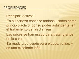 propiedades   Principios activos:En su corteza contiene taninos usados como principio activo, por su poder astringente, en el tratamiento de las diarreas.   Las raíces se han usado para tratar granos en la cara.Su madera es usada para placas, vallas, y es una excelente leña.