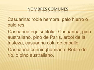 Nombres comunesCasuarina: roble hembra, palo hierro o palo res.   Casuarina equisetifolia: Casuarina, pino australiano, pino de París, árbol de la tristeza, casuarina cola de caballo Casuarina cunninghamiana: Roble de río, o pino australiano. 