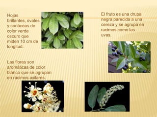 El fruto es una drupa negra parecida a una cereza y se agrupa en racimos como las uvas.Hojas brillantes, ovales y coriáceas de color verde oscuro que miden 10 cm de longitud.Las flores son aromáticas de color blanco que se agrupan en racimos axilares.
