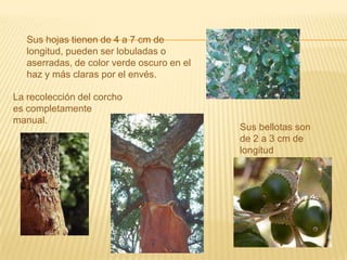Sus hojas tienen de 4 a 7 cm de longitud, pueden ser lobuladas o aserradas, de color verde oscuro en el haz y más claras por el envés.La recolección del corcho es completamente manual.Sus bellotas son de 2 a 3 cm de longitud