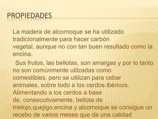 propiedadesLa madera de alcornoque se ha utilizado tradicionalmente para hacer carbón vegetal, aunque no con tan buen resultado como la encina.     Sus frutos, las bellotas, son amargas y por lo tanto no son comúnmente utilzadas como comestibles, pero se utilizan para cebar animales, sobre todo a los cerdos ibéricos. Alimentando a los cerdos a base de, consecutivamente, bellota de melojo,quejigo,encina y alcornoque se consigue un recebo de varios meses que da una calidad excepcional al jamón resultante.