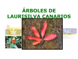 ÁRBOLES DE
LAURISILVA CANARIOS
 