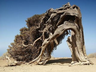 áRboles extraordinarios