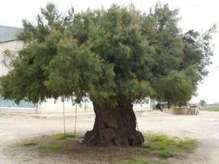 áRboles extraordinarios