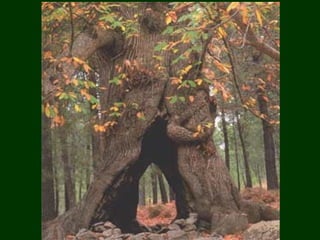 áRboles extraordinarios