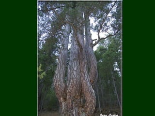áRboles extraordinarios