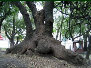 áRboles extraordinarios