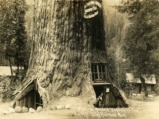 áRboles extraordinarios