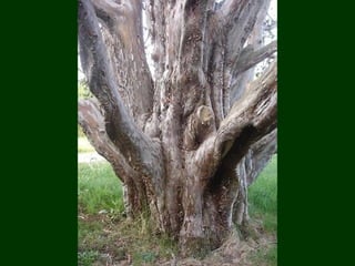 áRboles extraordinarios