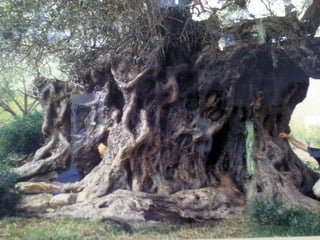 áRboles extraordinarios