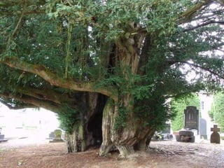 áRboles extraordinarios