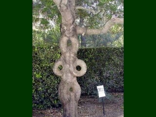 áRboles extraordinarios