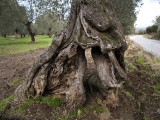 áRboles extraordinarios