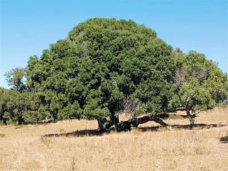 áRboles extraordinarios