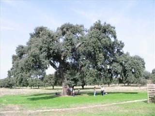 áRboles extraordinarios