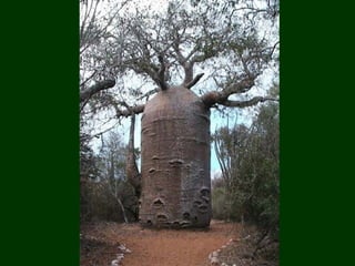 áRboles extraordinarios