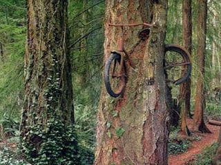 áRboles extraordinarios