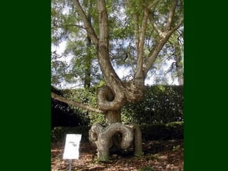 áRboles extraordinarios