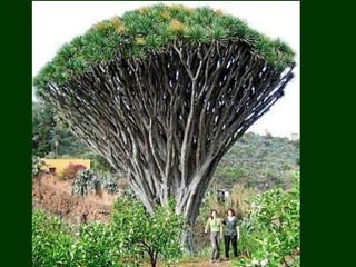 áRboles extraordinarios