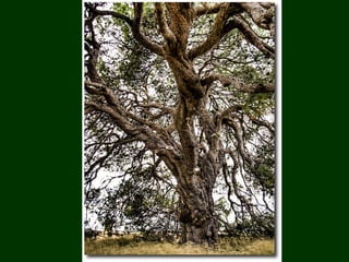 áRboles extraordinarios