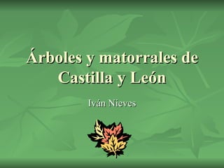 Árboles y matorrales de Castilla y León Iván Nieves 