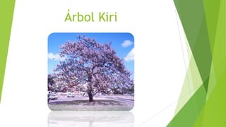 Árbol Kiri
 