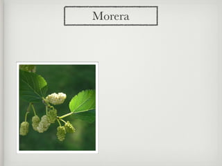 Mirca Morera Árbol Morera | ZIP